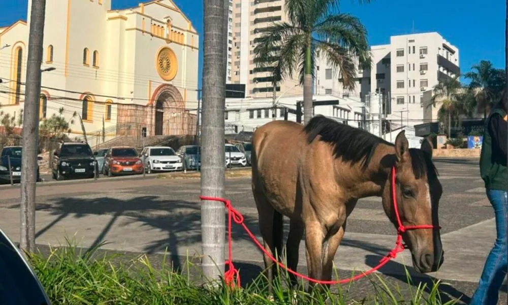  Cavalo solto vira atração no Centro de Anápolis e é contido por funcionária de hotel