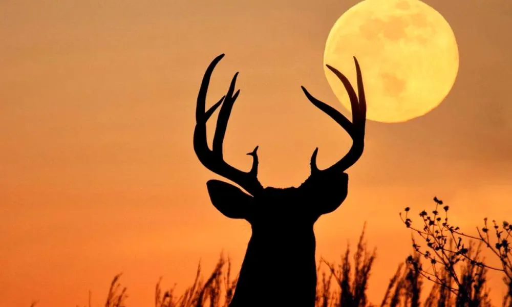 O que é a “Lua do Veado”? Fenômeno raro poderá ser visto no Brasil na quinta-feira (10)